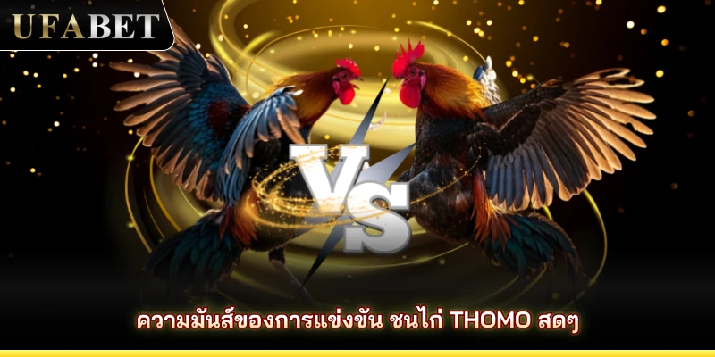ความมันส์ของการแข่งขัน ชนไก่ Thomo สดๆ