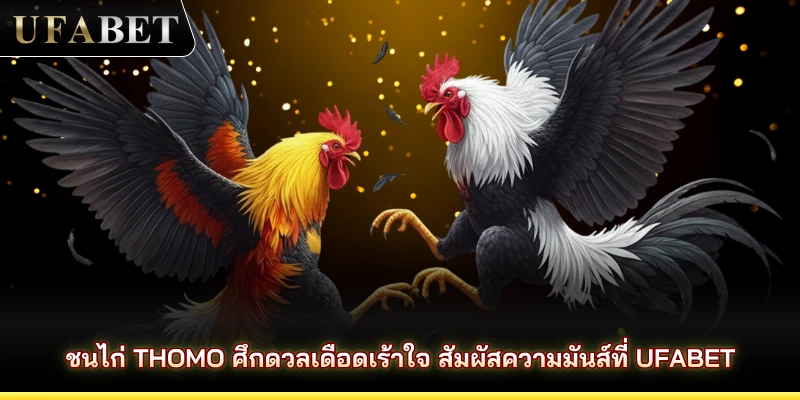 ชนไก่ Thomo ศึกดวลเดือดเร้าใจ สัมผัสความมันส์ที่ UFABET