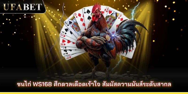 ชนไก่ WS168 ศึกดวลเดือดเร้าใจ สัมผัสความมันส์ระดับสากล
