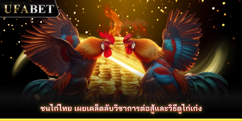 ชนไก่ไทย เผยเคล็ดลับวิชาการต่อสู้และวิธีดูไก่เก่ง