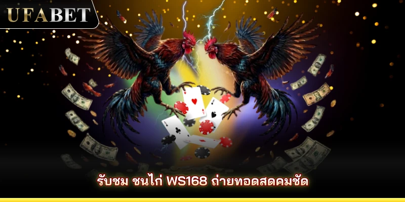 รับชม ชนไก่ WS168 ถ่ายทอดสดคมชัด