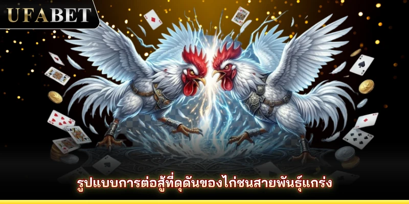 รูปแบบการต่อสู้ที่ดุดันของไก่ชนสายพันธุ์แกร่ง